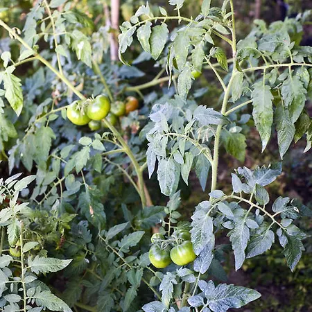ホテル Poggio Del Sole