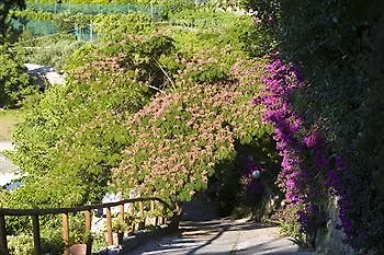 Poggio Del Sole 3* Forio (Isola d'Ischia)